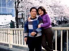 大岡川の桜 1998/04/04 (個人記録)
