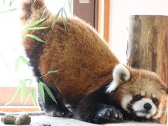 GW日帰りレッサーパンダ遠征は信州グルメ（？）も味わえた茶臼山動物園（２）レッサーパンダ特集：展示当番総勢10頭のはずがタイチくんに会えず、代わりにバックヤードのキキじいちゃんは意外にフォトジェニック＆ロンくんお部屋でも決め顔でしばしばポージング