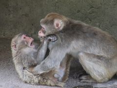 GW日帰りレッサーパンダ遠征は信州グルメ（？）も味わえた茶臼山動物園（３）水浴び砂浴びのアジアゾウのフー子さんからお散歩コーンスネークのまで～じっくり見てしまったニホンザルの愛の営み＆うたた寝したら、ちょうど起きていたウォンバットのモモコちゃん