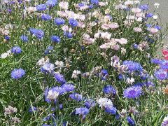 上福岡駅西口ロータリー付近の花壇