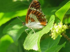 森のさんぽ道で見られた蝶④イチモンジチョウがみられました