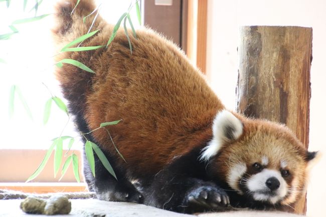 まだ４月なのに、もふもふの毛皮の上着を２枚重ね着しているようなレッサーパンダにとってつらい季節が早くも到来してしまいました。<br />ただ、それでも春なので湿度が低く、木陰であれば、まだ過ごしやすかったのは不幸中の幸いでしょうか。<br />それに開園時間早々の段階では、日差しはまだマイルドでした。<br />今回はまず、外にいるレッサーパンダたちから見て回ったので、朝ごはんに間に合いました。<br />食事を終えたら、少しでも涼を求めて木の上に避難してしまっても仕方がないと思ったからです。<br />おかげで、まだ元気そうな風鈴ちゃん、サラちゃん、ポポくん、ノンちゃん、アジサイちゃんは見られました！<br />でも、ポポくんは、昼間でも地上を歩き回っていました。<br /><br />茶臼山動物園は、私にとって、新幹線でレッサーパンダ遠征をした最初の動物園で、初めて訪れたときからほぼ毎年赤ちゃんが生まれていたので、毎年２度訪れ、今回で通算13回目になります。<br />そして、動物園が一番忙しいゴールデンウィークであっても、関東や都心の動物園よりも混雑はマイルドだろうと思ったので、ゴールデンウィーク中にやって来るのは今回で６回目となりました。<br />おかげで、いろいろ勝手知ったる気分になっている茶臼山動物園。<br />飼育中のレッサーパンダ全員は展示されないのですが、それでも総勢９頭と、動物園の外から見られるバックヤードの外エリアにいるキキじいちゃん合わせて10頭に会えました！<br />その全員の可愛い写真もばっちり撮れたぞ～！と喜んでいたら、後で写真を整頓しているときに気付いて、ガーン！<br />タイチくんに会い損ねてしまったようです。<br />屋外展示場で、いつもアジサイちゃんと同居しているタイチくんが見当たらないのは、今は恋の季節ではないので同居させていないだけかな、と思ったのですが、出ていたようです。<br />たぶん、タイチくんは、見えないところで休んでいたのでしょう。いると知っていれば、もっとねばったか、あるいは会えるまで何度も見に行ったのに。<br />でもまあ、それでもタイチくんに会えなかった可能性があるし、もう仕方がないです。<br />タイチくんが出ているのに気付いたのは、展示レッサーパンダの当番表の図の写真を帰りの新幹線の中で確認したためですが、その図も、バックヤードのキキくんとプーアルくんの部分が切れて撮れていたことに気付いて、ガーン！<br />気付いたのが遅すぎたので、撮り直すことはできませんでした。慣れていたがゆえの油断です。<br /><br />ゴールデンウィーク中だと、茶臼山動物園の名物、ロンくんのお散歩はお休みになります。<br />飼育員さんに抱っこか肩車してもらって登場するシーンや、ばっちり決め顔でカメラに向かってポージングしてくれるところ、背中からしっぽあたりならおさわりできること、なにより飼育員さんに抱っこされている姿がチョー可愛くて、まぎれもなくハイライトのイベントです。<br />ただ、そのイベントがあるときは、ロンくんはイベントの時だけしか登場しませんが、イベントがない時は、最近は屋内展示場に出ているので、ふつうのレッサーパンダのように過ごしているロンくんには、１日中、会えます。<br />屋内展示場にいる子パンダ……といっても、もう今年３才になるヒビキくんとヒカルくん（2015年７月19日生まれ）は、朝夕に活発で、がっつり昼寝しますが、ロンくんは、少し寝た後、小腹が空いたら笹を食べ、地上を散策したら、また少し寝て……と、少し待っていれば日中に活動している姿を見られるチャンスが多いです。<br />しかも、カメラを構えているのに気付くと、他のレッサーパンダ、いやたいていの動物はそっぽ向くことが多いのですが、ロンくんは、確かに決め顔をして、じっとポージングしていてくれました！<br />中にはたまたま目線をこちらに向けて、ぼけっとしていただけの時もあったかもしれませんが（笑）、何度もあったので、お散歩イベントの時のように決め顔をしてくれたのは、偶然ではないはず！<br /><br />しかし、そろそろまたお散歩ロンくんが見たいです。<br />それには、ゴールデンウィークとか、真夏以外で、ロンくんのお散歩予告が公式サイトの出ている日に茶臼山動物園を訪れねば。<br /><br />それに、またそろそろ茶臼山動物園でレッサーパンダの赤ちゃんに会いたいです。<br />そして翌年、その子たちが屋内運動場ではしゃぎ回るところも見たいです！<br /><br />ヒビキくんとヒカルくんは、男の子の双子だからか、もうすぐ３才でもやんちゃで、まだまだバトルったり、頭上の通路から観客を見下ろしたり、子パンダのようなあどけない姿を見せてくれましたが、レッサーパンダの３才は人間でいうと青年くらいになるはずなので、これまでに比べると、やはりはしゃぐ頻度は減りました。<br />もっとやんちゃだった印象があるヒカルくんも、ヒビキくんとばったり出会ったついでにちょっかい出すかと思ったのに、争うのを避けて自分が方向転換したことが何度もありました。<br />とはいえ、バッティングしそうなになるとぴーぴー鳴いていたヒビキくんの方が、それほど回数はなかったけれど、自分からヒカルくんにちょっかい出していたような……？<br /><br />いま繁殖が期待されているのは、京都市動物園からやって来たプーアルくんと、茶臼山動物園生まれのアンズちゃんです。<br />それはいいのですが、私がこの動物園で初めて会った子パンダのモモちゃんはどうしているのかしら～。<br />初めてということもあったし、お転婆なモモちゃんは私のお気に入りなのですが、屋内展示場にいるときからモモちゃんは脱走魔だったようなので、展示当番になることがめっきりなくなりました。<br />でも、同じ年に生まれて幼い頃一緒に過ごしたシンゲンくんが去年2017年に釧路市動物園でパパになったことを思うと、モモちゃんの将来も気になります。<br /><br />ちなみに、本日の茶臼山動物園では、去年2017年の秋に山口の秋吉台動物園でshimahukurouさんに紹介してもらい、その後にインスタグラムで交流のあった方と偶然お会いしました！<br />関西にお住まいの方で、私は埼玉在住。なのに会ったのは山口と長野だったりするから、面白いものです。<br /><br />＜2018年度ゴールデンウィークの通算13回目の長野・茶臼山動物園の１日の旅行記のシリーズ構成＞<br />□（１）恒例の篠ノ井アクセス＆信州の駅弁や立ち食いそば＆長野みやげ～動物園でまだ見られた春の花など<br />■（２）レッサーパンダ特集：展示当番総勢10頭のはずがタイチくんに会えず、代わりにバックヤードのキキじいちゃんは意外にフォトジェニック＆ロンくんお部屋でも決め顔でしばしばポージング<br />□（３）水浴び砂浴びのアジアゾウのフー子さんからお散歩コーンスネークのまで～じっくり見てしまったニホンザルの愛の営み＆うたた寝したら、ちょうど起きていたウォンバットのモモコちゃん<br /><br />茶臼山動物園の公式サイト<br />http://www.chausuyama.com/<br />茶臼山動物園の公式サイトの北口モノレール案内<br />http://www.chausuyama.com/institution/<br /><br />＜タイムメモ＞<br />05:50頃　家を出る<br />06:40　大宮駅到着<br />06:54　大宮駅発の北陸新幹線はくたか551号に乗車<br />08:06　長野駅に到着<br />08:18　長野駅発のJR篠ノ井線・甲府行に乗車<br />08:30　篠ノ井駅に到着<br />09:15　始発のZooぐるバスに乗車<br />09:35　動物園行きのモノレールに乗車（からくも２本目）<br />09:40　茶臼山動物園に北口から入園（09:30開園）<br />09:40-11:45　レッサーパンダ<br />11:45-11:50　動物園の外からレッサーパンダ<br />12:00-12:40　ゾウを見ながらランチ休憩<br />12:40-12:50　ニホンアナグマ他<br />12:55-13:20　レッサーパンダ<br />（ロンくんへのリンゴの差し入れは12時頃だったらしい）<br />13:30-13:40　スバーバルライチョウ<br />13:40-13:50　こども動物園<br />13:55-14:15　ウォンバット・ニホンザル<br />14:15-14:45　うたた寝休憩<br />14:45-14:55　ウォンバット<br />14:55-15:05　ニホンカモシカ<br />15:05-15:15　オランウータン<br />15:20-15:25　キリン（収容前ぎりぎり）<br />15:30　お散歩コーンスネーク<br />15:35-16:20　レッサーパンダ<br />16:25　南口前に戻る<br />16:25-16:30　売店でウィンドウショッピング<br />16:30　茶臼山動物園を南口から出る（16:30閉園）<br />16:35　南口前発の最終のZooぐるバスに乗車<br />16:50頃　篠ノ井駅西口に到着<br />16:57　篠ノ井駅発のしなの鉄道長野行に乗車<br />17:10頃　長野駅に到着<br />17:20-17:35　在来線ホームで信州そばを立ち食い<br />17:35-17:40　在来線構内の売店で長野みやげの買い物<br />17:55　長野駅発の北陸新幹線かがやき512号に乗車<br />18:54　大宮駅着<br />19:35頃　帰宅<br />（接続が良かったおかげで時刻表通りなら20:00頃帰宅）<br /><br />※これまでの動物旅行記の目次を作成済。随時更新中。<br />「動物／動物園と水族館の旅行記～レッサーパンダ大好き～　目次」<br />http://4travel.jp/travelogue/10744070<br /><br />※これまでのアクセス編を含む茶臼山動物園の旅行記のURL集は、この旅行記のシリーズ最初の旅行記「GW日帰りレッサーパンダ遠征は信州グルメ（？）も味わえた茶臼山動物園（１）恒例の篠ノ井アクセス＆信州の駅弁や立ち食いそば＆長野みやげ～動物園でまだ見られた春の花など」の末尾にまとめました。<br />https://4travel.jp/travelogue/11353721