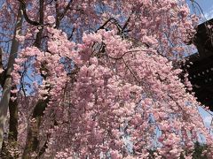 富山で酒蔵を巡り美味しいものを食べる(2)