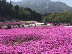 芝桜