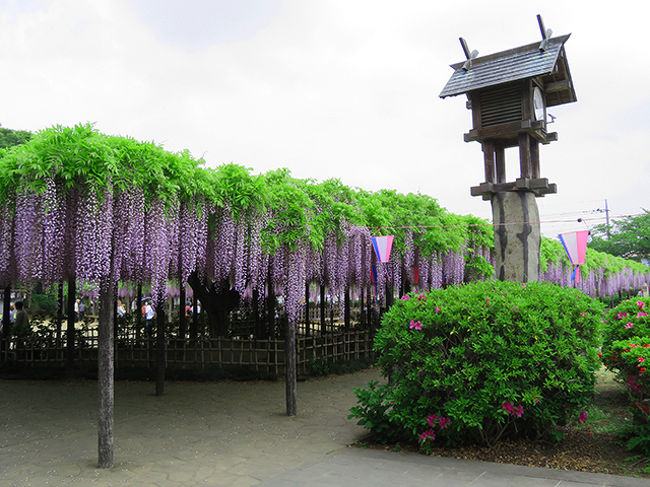 今年も出遅れた藤巡り②　玉敷神社、大天白公園、古河総合公園