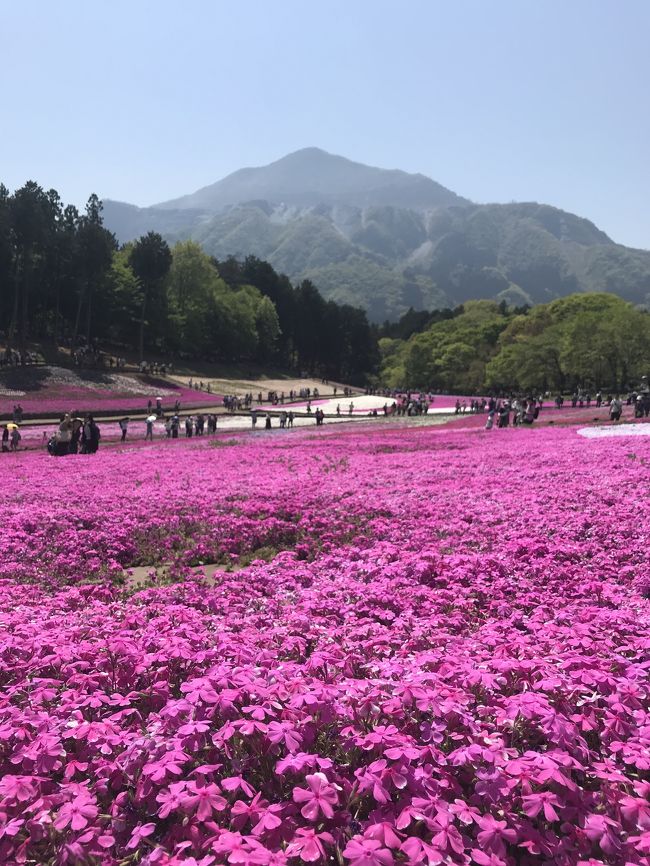 羊山公園の芝桜を見に行きました。<br /><br />西武鉄道にガタゴト揺られ横瀬駅で下車。わりと早い時間に行きましたが、既に芝桜目当ての方がいました。<br /><br />横瀬駅からは登りもあるコンクリートの道を20分ほど歩きます。途中で芝桜の丘の入場券を売っていたので購入しました。芝桜が咲いている時期だけ有料だそうです。300円でした。<br /><br />羊山公園に到着して小高い丘に登ると芝桜が咲いていました。まだあまり咲いていない斜面もありましたが、片側はほぼ満開で見事な芝桜の絨毯が広がっていました。お天気も良く向こう側には武甲山が見えていました。写真などで見てものすごく広大な丘のような気がしていましたが、わりとこじんまりとした丘でした。<br /><br />芝桜の丘の近くでは秩父の物産が売られていて、芝桜を見に来た人たちがお蕎麦などを買って休憩しながら食べていました。私も秩父のB級グルメと言われるみそポテトを食べてみました。<br /><br />羊山公園という名前の通り、羊もいます。メーメー鳴きながら草を食べていました。<br /><br />帰りは西武秩父駅へ。羊山公園の中を駐車場やテニスコートを横目に下って行きました。帰りも駅までは20分ほどかかりました。コンクリートの道ですがわりと急なところもあるので、歩きやすい靴が必須です。