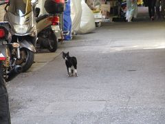 猫探し【沖縄（座間味島・Zamami Is）編】