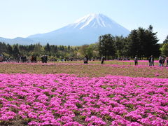 富士山と芝桜＆チューリップ、ネモフィラ（富士芝桜まつりと花の都公園）