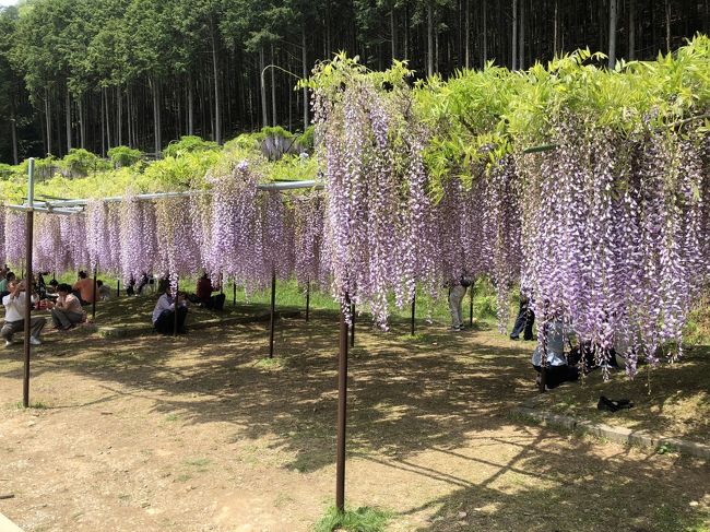 九尺藤で有名な　丹波のお寺　白毫寺に行ってきました<br />今年は桜と同じく　開花が早く　ＧＷ前半にはもう満開でした。