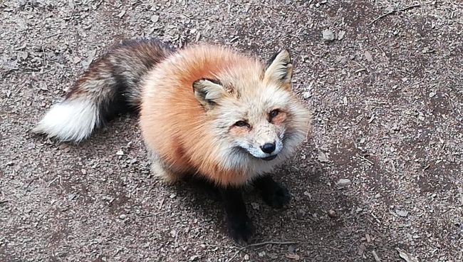 北海道 東日本パス 18年４月 ３日目 宮城蔵王キツネ村 宮城蔵王 遠刈田温泉 宮城県 の旅行記 ブログ By きたきつね ツーリストさん フォートラベル