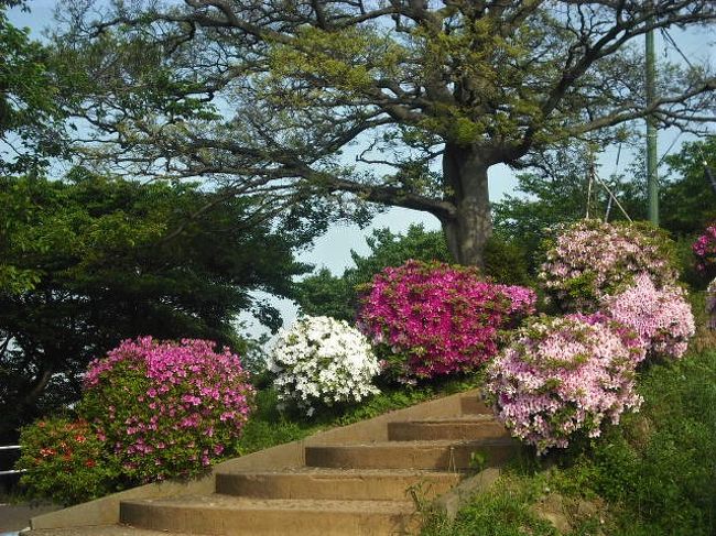 ２０１８年４月　山口・山陽小野田市　竜王山公園にツツジを見に行きました。猫がいっぱいいました。。