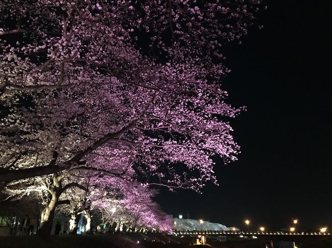 今年のエレガンスの目標のひとつ<br /><br />行ったことはあるけど４トラで４７都道府県コンプリートするための<br />石川県と福井県の旅<br /><br />福井ではちょうど桜の満開時期で夜桜ライトアップ見物もできた旅でした。