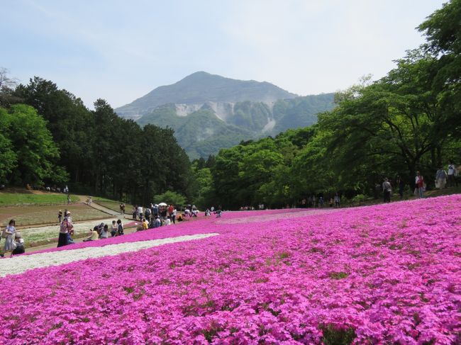 お年寄りのお世話もあり、宿泊旅行にも行けないのでせめて日帰りバス旅でもと出かけました。お年寄りが転んだりしないかなと半分ハラハラのバス旅でした。今年は春が進むのが早く、芝桜も藤も盛りを過ぎてしまっていましたが、それなりに楽しめました。長瀞と足利フラワーパークはつれも含めて、お互いに初めての場所でした。楽しいゴールデンウイークの1日でいた。<br />