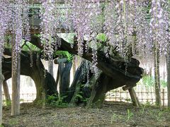 毎年恒例の加須市の玉敷神社の大藤を愛でに・・・1 大ふじを愛でる