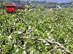 りんごの花が咲き広がるりんご畑の中を走るりんご列車を見にしなの鉄道に訪れてみた