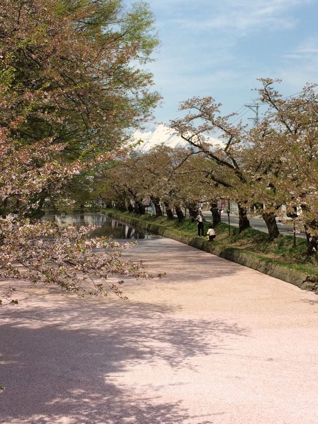 弘前さくらまつりへ行きました。<br />今年の桜は開花が早く、弘前公園のソメイヨシノも4月三連休で散ってしまいました。<br />満開の桜は見れませんでしたが、散った後にしか見られない光景がそこにはありました。