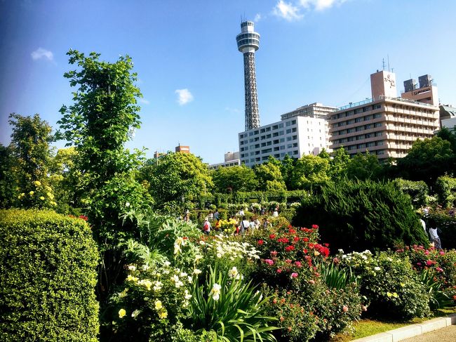 ガーデンネックレス横浜2018 港の見える丘公園と山下公園のバラが咲き始めました