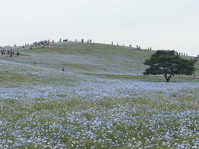 GW中盤の平日に、人気のあしかがフラワーパークとひたち海浜公園に出かけました。<br />今年は花の見頃がかなり早く訪れたので、残念ながら大藤やネモフィラは満開を過ぎていましたが、その分渋滞も緩和されていました。次々と見頃を迎える色んなお花を楽しんできました。