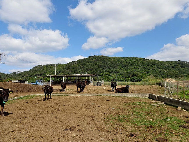 石垣島の黒毛和牛は、2000年に開催された首脳国会議（沖縄サミット）でも使用されるなど最高ランクとなっています。<br /><br />恵まれた気候で育成された、石垣島の黒毛和牛の子牛。そのほとんどは、有名な松阪や神戸、飛騨、宮崎など全国各地に出荷されています。<br /><br />石垣牛は沖縄ということからも分かるように温暖な地域で育つ点が大きな特徴です。和牛は温暖な地域を好むことから、石垣牛は南国の風土でストレスを感じずに育っています。<br /><br />