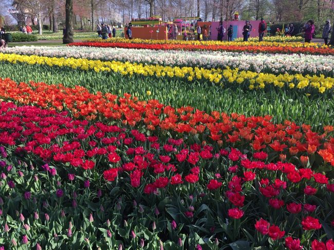 今回のオランダ旅行の主目的である、キューケンホフ公園。<br />毎年、春の2か月しか開園していないので、ラッキーでした。<br /><br />たくさんの花に囲まれた公園は、春満開でした。<br /><br />※チューリップの絨毯（チューリップ畑）は公園にはなく、公園そばになります。<br /><br />