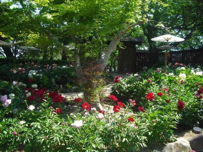 ２０１８年５月 山口 宇部市 ときわ公園に牡丹 しゃくやく シャクナゲを見に行きました 宇部 小野田 山口県 の旅行記 ブログ By イロコさん フォートラベル
