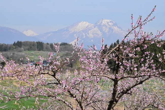 北信濃の丘陵地帯（10haの広さ）に約1,500本の桃木があり、昭和8年洋画家岡田三郎助が「まるで丹い（あかい）霞がたなびいているようだ。」と言ったことから「丹霞郷（たんかきょう）」と命名されました。<br /><br />桃の花の見頃は例年4月下旬で、今日（2018年4月22日）は4分から5分咲きです。<br />天気がよく、丹霞郷では桃の花と北信濃の雄大な山々の眺望が素晴らしいです。<br /><br />なお、旅行記は飯綱町観光協会「丹霞郷」、しなの鉄道「115系電車 懐かしの車体カラー」を参考にしました。<br />