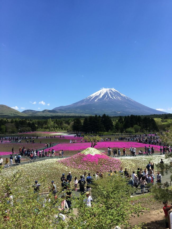 ゴールデンウィークの後半、以前から気になっていた本栖湖近くの会場で開催される富士山芝桜まつりに行ってきました！<br />大渋滞に巻き込まれ現地滞在1時間弱の富士山芝桜まつり観光でした！<br />ちなみに河口湖駅駅から会場前の移動時間は、行きが2時間半、帰りが1時間半と合計4時間近くシャトルバス移動に使ってしまい、もったいない休日となりました。