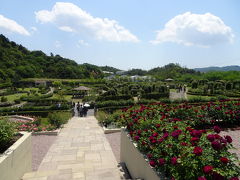 大阪泉南のデビッドオースティンのバラ園