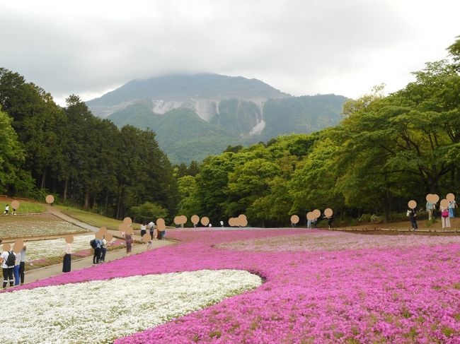 秩父市内に戻ってきた後は羊山公園に行き、芝桜を鑑賞して帰京しました。