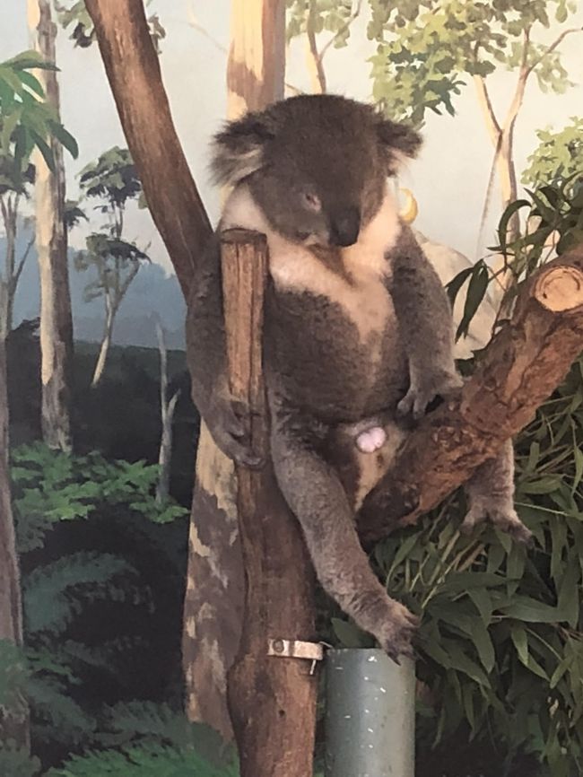 彡 彡 夏のオーストラリア ニュージーランドへ旅をして来ました 7 メルボルン メルボルン オーストラリア の旅行記 ブログ By ユーユさん フォートラベル