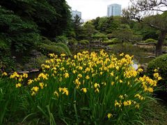 ２０１７年５月　東京３日目　その２　新宿御苑　日本庭園とイギリス風景式庭園、大温室