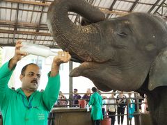 スリランカ・シンガポールのんびり旅行記(スリランカ7日目/キャンディ-ピンナワラのゾウの孤児園）