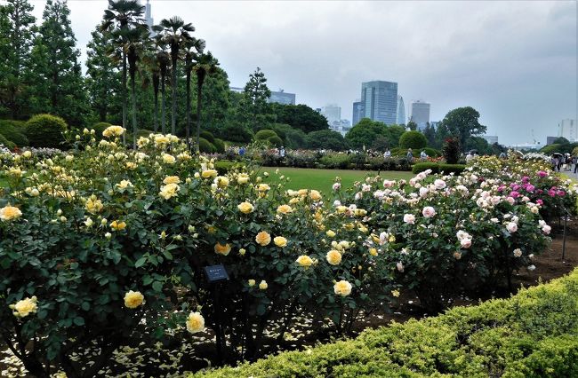 　フランス式整形庭園には見頃のバラがたくさん咲いていました。<br />あちこち駆け回って写真撮りすぎ・・・・。<br /><br />名前が分からない花もたくさん掲載をしています。<br /><br />　バラを楽しんだ後は下の池、中の池の側を歩き千駄ヶ谷門に向かいました。