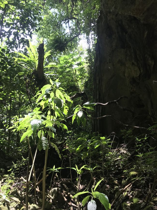 念願のサイパン旅行へ夫婦で行って参りました。人生初のSaipan！行ってみた感想は最高の一言。直行便廃止直前のDelta航空で行ってきました。<br /><br />◆日程表◆<br />5/1 サイパン→スターマリアナスエアー乗継→テニアン<br />5/2 テニアン島でシュノーケル&amp;島内観光<br />5/3 朝一でサイパン島へ、慰霊巡拝ツアー参加<br />5/4 ガラパン散策、お土産購入、帰国<br /><br />3日目の目的は<br /><br />「ドンニィの野戦病院」<br /><br />です！