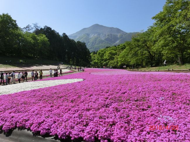 恒例の家族でGWお花見ツアーです。ちょっと見頃を過ぎてしまったようでしたが、色とりどりの芝桜に囲まれて春の訪れ(むしろ初夏？！)を感じられました。<br /><br />お花見の後は、秩父の神社仏閣巡りを楽しみました。御朱印帳が埋まってきたわw