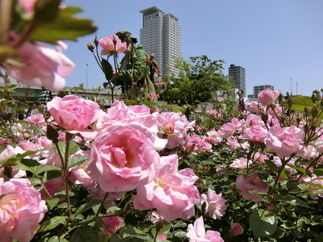 2018年5月5日。<br />桜の開花が早かった今年。<br />バラの開花も早いことを期待して、<br />中之島公園バラ園を訪れました。