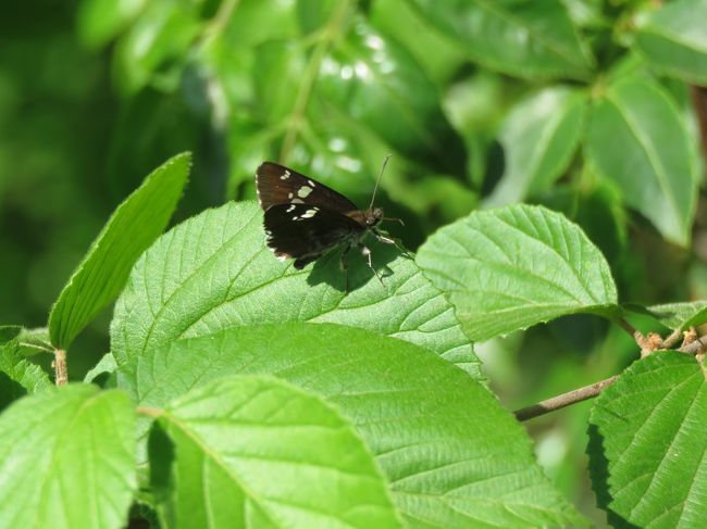 5月5日、五月晴れの下、午後2時に川越市の森のさんぽ道へ蝶の観察を兼ねて散策しました。　ハルジオンの花が咲いている原っぱを中心に森の中を約2キロ散策しました。　今回の観察では今年初めてダイミョウセセリを見ました。　その他の蝶としてはキアゲハ、イチモンジチョウ、コミスジ、ルリタテハ、ヒョウモンチョウ、キチョウが見られました。<br /><br /><br />*今回初めて見られたダイミョウセセリ