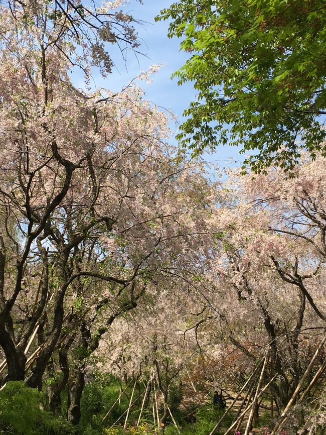 ４月桜の花見に京都の原谷苑を訪れました。満開の八重紅しだれ桜が幻想的でした。