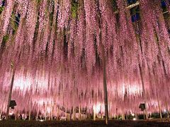 微睡みからの目覚め／異世界に揺れる花房