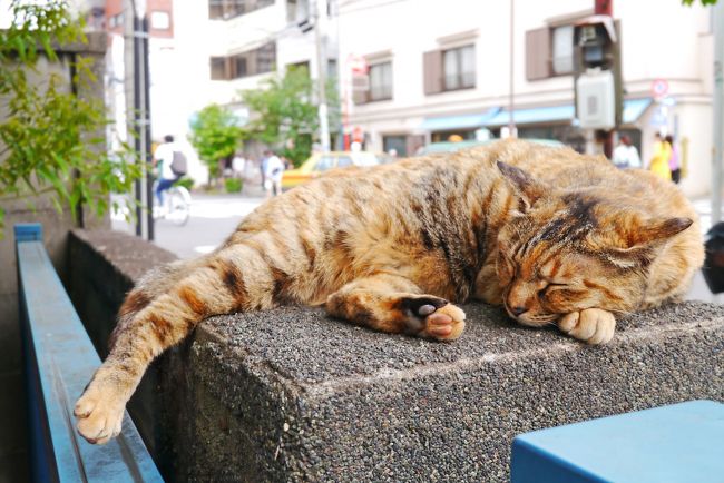 ツツジを観に、根津神社へ行こう！<br />今年は暑いのでもう見頃は過ぎているよねー、咲いているかなー？と思いながらも行ってみました。猫をみつけながらのお散歩日記。
