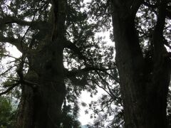 2018春、熊野の世界遺産(2/5)：熊野古道、大門坂、杉木立、夫婦杉、樟の古木、十一文関