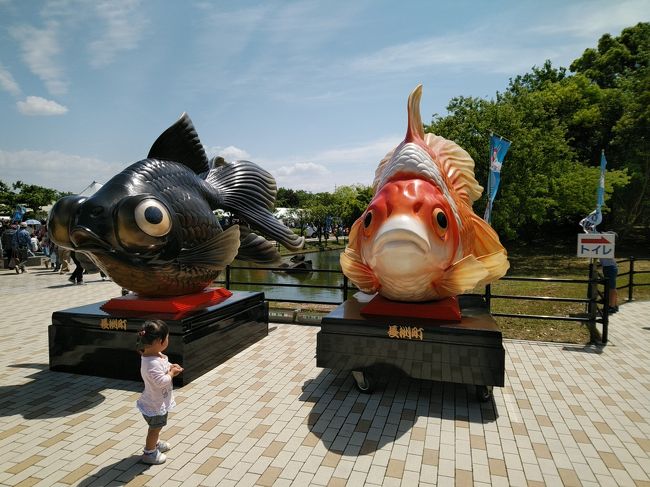 5月3日（木・憲法記念日）<br />ＪＲ九州ウォーキングの南荒尾駅から長洲駅までの約12㎞のウォーキングに参加した。このコースは毎年行われているようで昨年に続いての参加である。途中いくらかの変更はあるようだが基本的には同じコースである。<br />７：２２上南部バス停→７：３５東海学園前７：４２→豊肥本線→７：５５熊本駅８：０１→８：５９南荒尾駅<br /><br />南荒尾駅１０：１５スタート→ラムサール条約湿地荒尾干潟を右に見ながら南下する。（今回は満潮で汚れた海水が岸まで来ていて野鳥などの姿はほとんど見られなかった。時折群れになって飛んでいる鳥たちが見られた程度であった）→海岸から離れて長洲の町へ→四王子神社（正月に行われる的ばかいで有名）ここで御朱印をもらう。→出町休憩所（ミニトマト無料でいただく）出町観音→磯町休憩所（アサリ貝汁や茶などのサービスありだが、アサリ貝汁は寸前でなくなった）→五足の靴文学碑→金魚と鯉の郷広場１１：３０ここで日立造船見学ツアーがあっているので申し込もうとしたがすでに満席で断られる）<br /><br />近くで開催されていた健康フェアで血管年齢と骨密度調査をしてもらう。今回は血管年齢はよかったが骨密度は普通であった。その後昼食をとる。天気が良くて金魚すくい大会など子供連れでにぎわっていた。金魚の館でいろいろな種類の金魚を見た。<br />長洲駅まで直線コースを歩いて行く。途中に長洲町役場がある。<br />長洲駅１２：４４→１３：２１熊本駅１３：２３→１３：３８東海学園前１３：５５→バス１４：１０自宅到着<br />