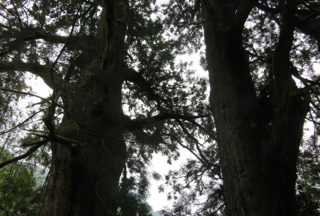 2018春、熊野の世界遺産(2/5)：熊野古道、大門坂、杉木立、夫婦杉、樟の古木、十一文関