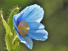 ヒマラヤの奥地に咲く青いケシが見ごろの六甲高山植物園