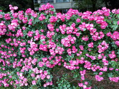 靭公園の薔薇