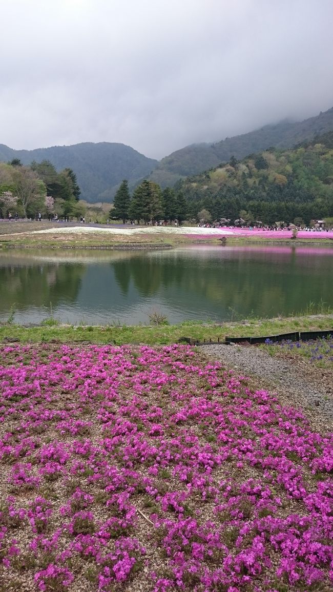 GWに山梨県一泊旅行。<br />大月駅まで電車で行き、そこからレンタカーを借りて河口湖のホテルまで寄り道しながら向かいました。<br />まずは大月駅から車で10分位の道の駅つるで美味しい野菜のジェラートを食べてリニア見学センターへ、この日は試験走行がなくすいていました。<br />さらっと見て山もとうどんで吉田うどんで腹ごしらえをし、お目当ての忍野八海へ向かいます。<br />道も空いていてすんなり到着。<br />一番賑やかな湧池から見に行きました。<br />世界文化遺産に認定されているからでしょうか、外国人観光客が半分。それ以上？<br />とにかく混んでいました。<br />池の水は確かに綺麗で泳いでいるコイが光ってみえました。<br />残念ながら出口池は遠くて断念しましたが他の7つは全て見て芝桜へ移動。<br />芝桜はピンク、白、青と美しい花と富士山をバックに写真をとれるのが人気のようで会場に到着するまではめちゃくちゃ渋滞。<br />かなり疲れた顔で写真をとりましたが、後で写真をみたらピンクの芝桜をバックに撮った写真がこの日の一番綺麗な写真でした。<br />帰りも河口湖のホテルまで3時間位かかりましたが充実した1日でした。