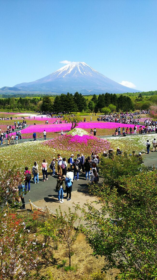 富士山の麓の広大な敷地に、80万株の芝桜が色鮮やかに咲き誇ります。<br />富士山と真っ青な空、ピンクの絨毯の芝桜のコントラストがとても綺麗(*^_^*)