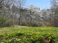 黒姫高原に春の訪れ ～御鹿湿原のリュウキンカとコブシ 2018～（長野）