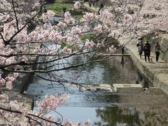 一人で夙川 ☆ お花見からランチとカフェへ ☆