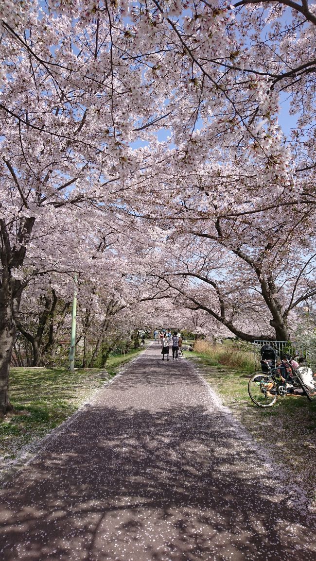 大阪城に近い、地元民には人気の桜の名所です。トンネルの下でキャンプテーブルを出して、素敵なピクニックをしたり、シートを敷いてごろごろと寝転がったり、いろいろな楽しみ方ができます?<br />ハーベストの丘ではいちご狩りだけでなく、いろいろな動物と触れ合うことができました。